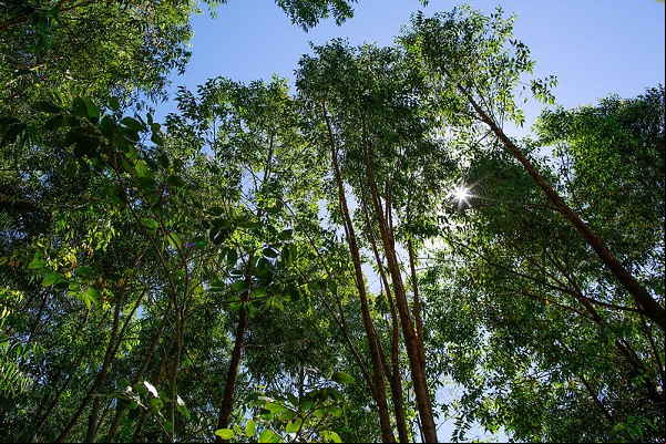 Floresta