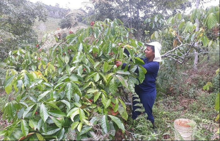 Guarana 2 Agro BR