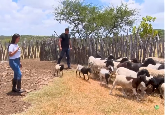 Ovinocultura corte