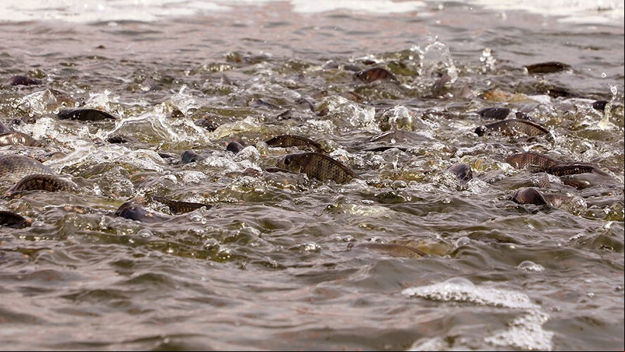 Peixes